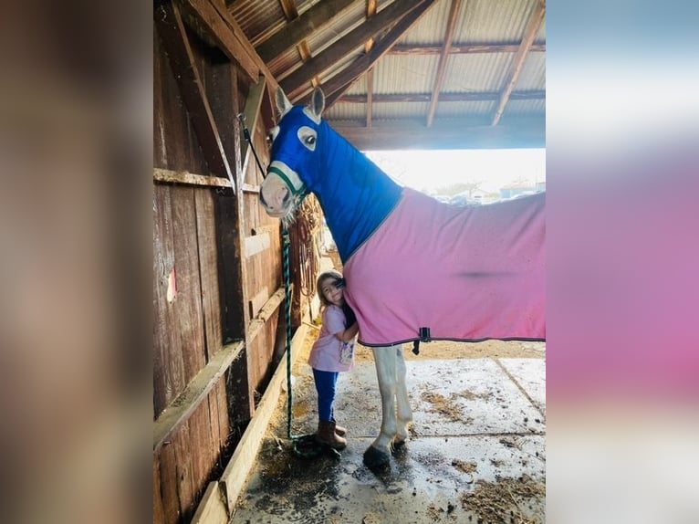 Tennessee walking horse Gelding 15 years 16 hh White in Simi Valley, CA