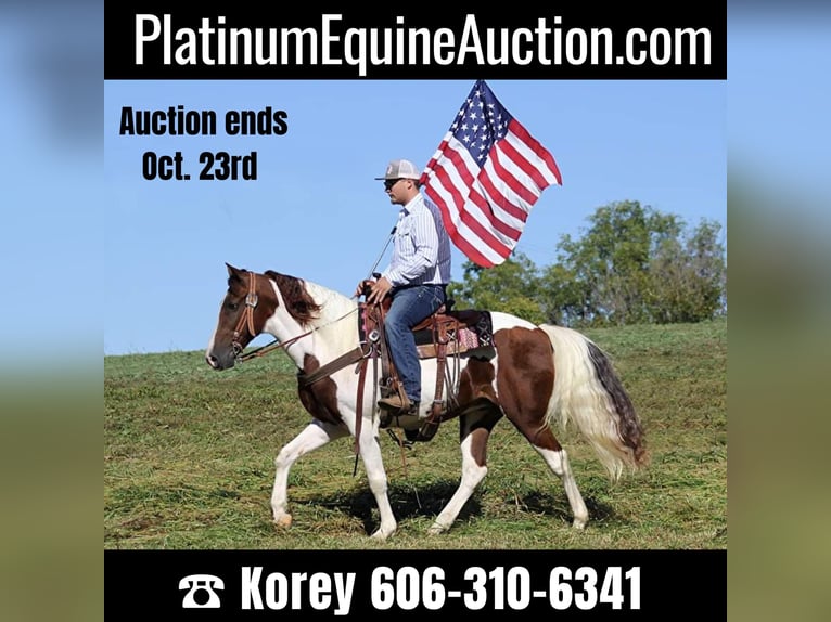 Tennessee walking horse Gelding 15 years Tobiano-all-colors in Whitley City KY