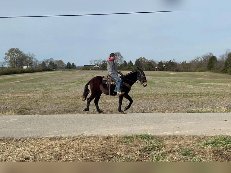Tennessee walking horse Gelding 16 years 14,3 hh Black in Moscow, OH