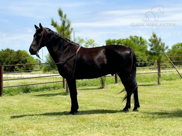 Tennessee walking horse Gelding 16 years 15 hh Black in Houston,MO