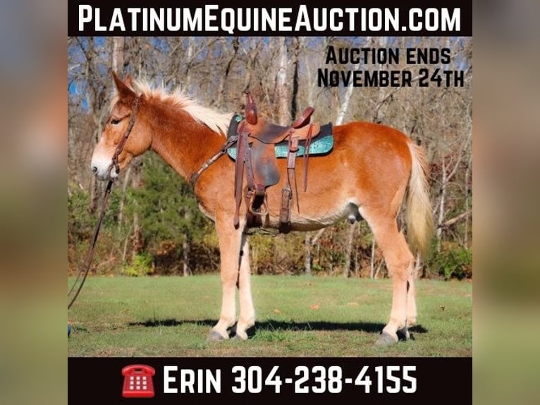 Tennessee walking horse Gelding 16 years Sorrel in Flemingsburg, KY