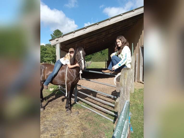 Tennessee walking horse Gelding 17 years 15 hh Black in Grayling