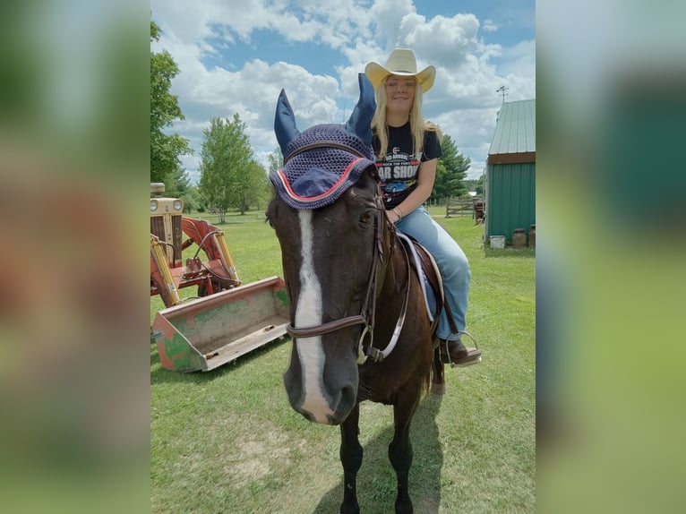Tennessee walking horse Gelding 17 years 15 hh Black in Grayling
