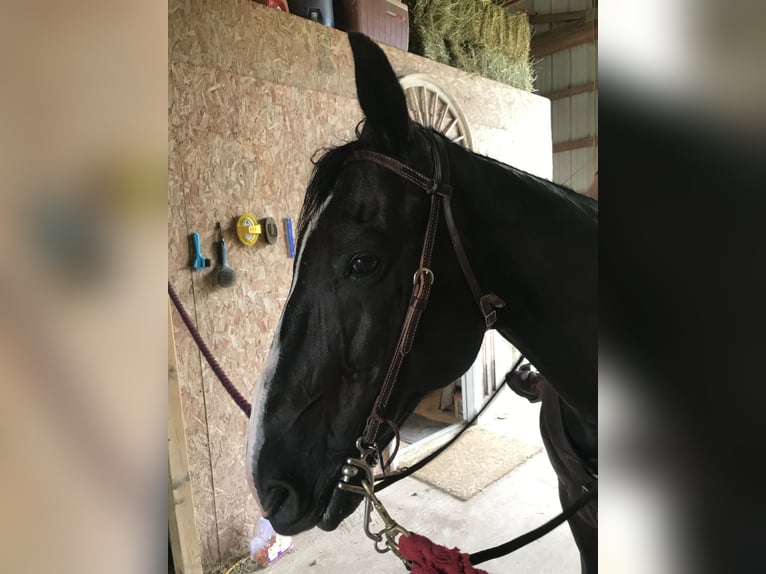 Tennessee walking horse Gelding 17 years 15 hh Black in Grayling