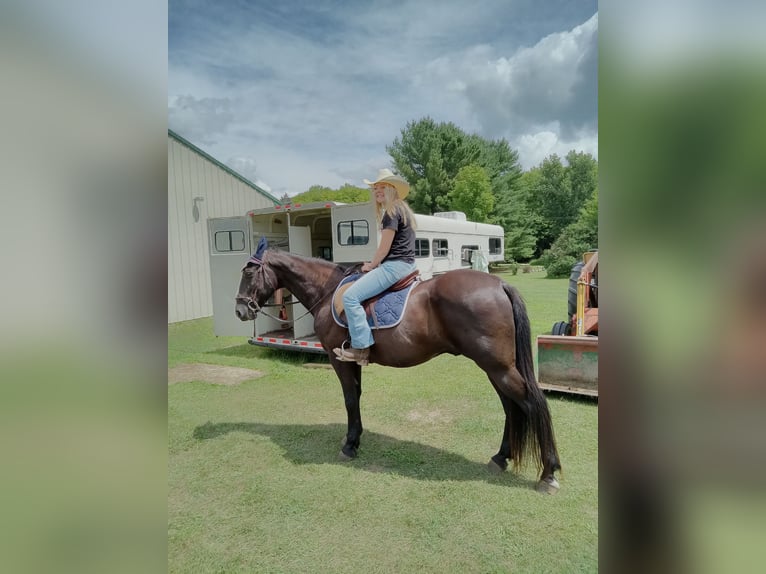 Tennessee walking horse Gelding 17 years 15 hh Black in Grayling