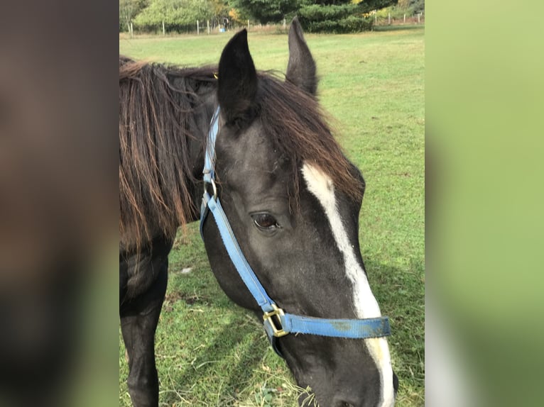 Tennessee walking horse Gelding 17 years 15 hh Black in Grayling