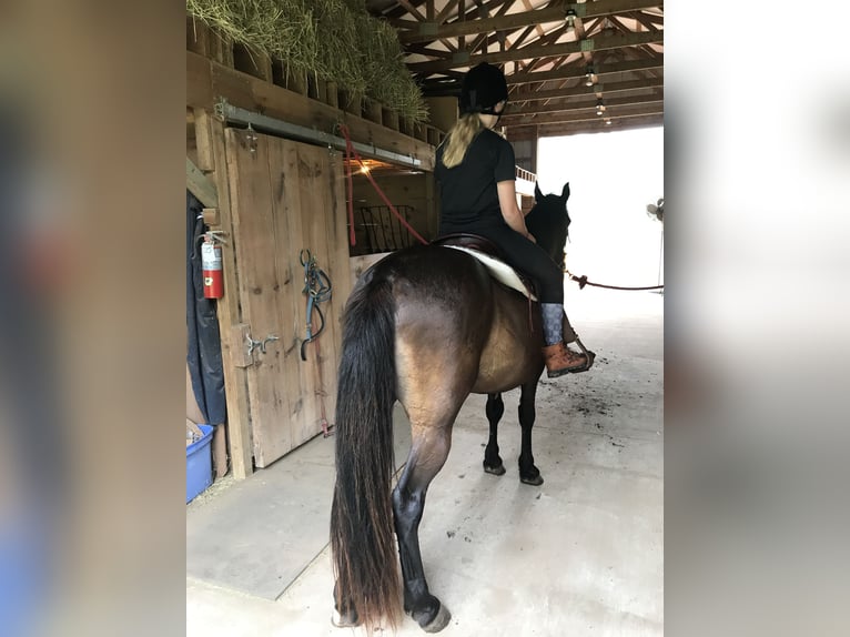 Tennessee walking horse Gelding 17 years 15 hh Black in Grayling