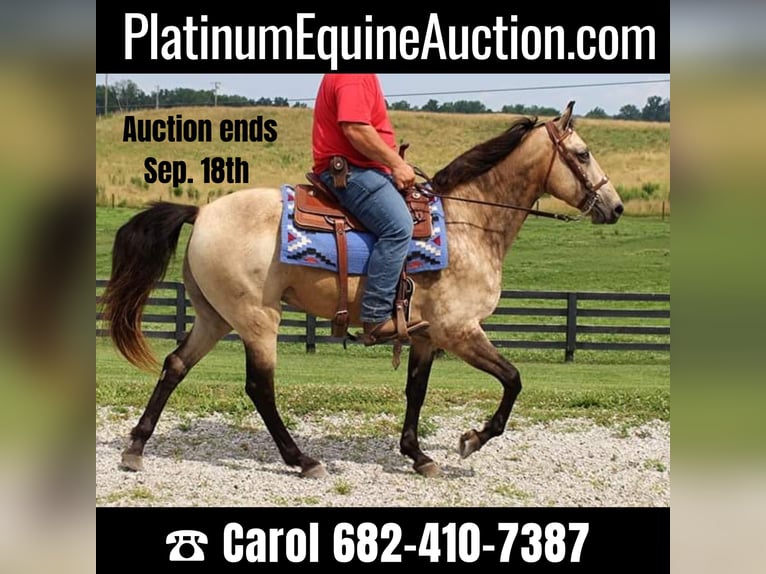 Tennessee walking horse Gelding 17 years 15,2 hh Buckskin in Emory TX