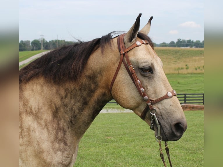 Tennessee walking horse Gelding 17 years 15,2 hh Buckskin in Emory TX