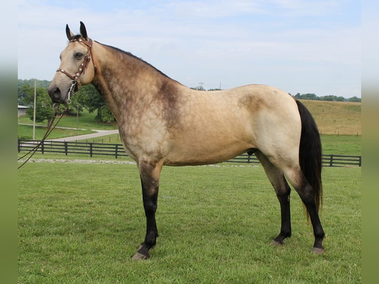 Tennessee walking horse Gelding 17 years 15,2 hh Buckskin in Emory TX