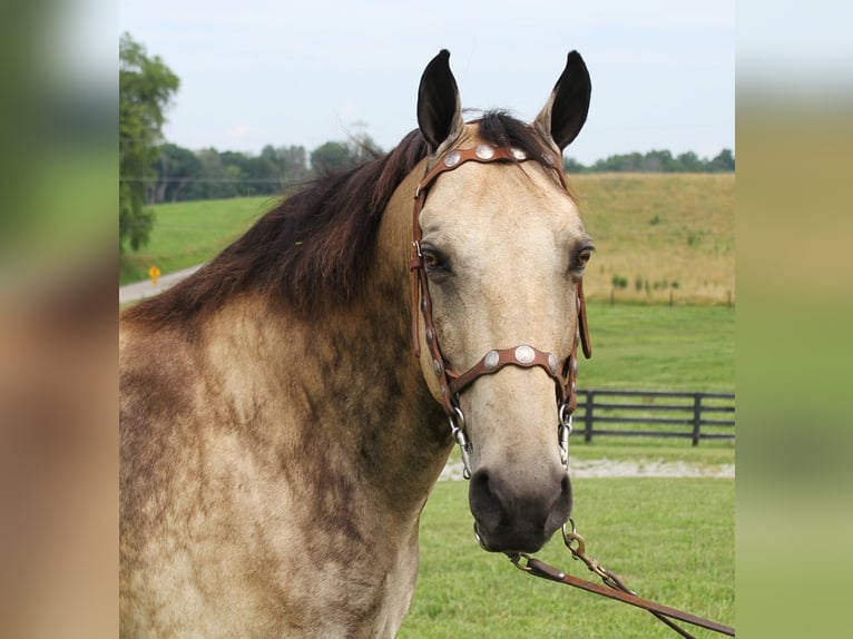 Tennessee walking horse Gelding 17 years 15,2 hh Buckskin in Emory TX