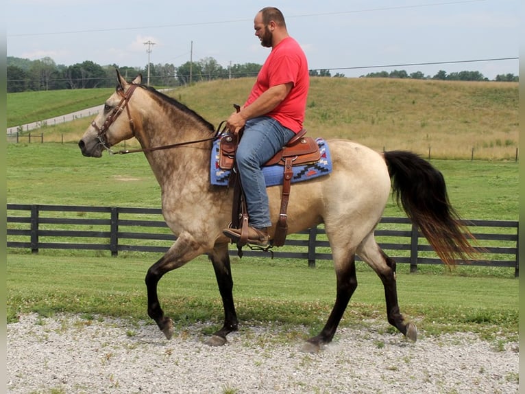 Tennessee walking horse Gelding 17 years 15,2 hh Buckskin in Emory TX
