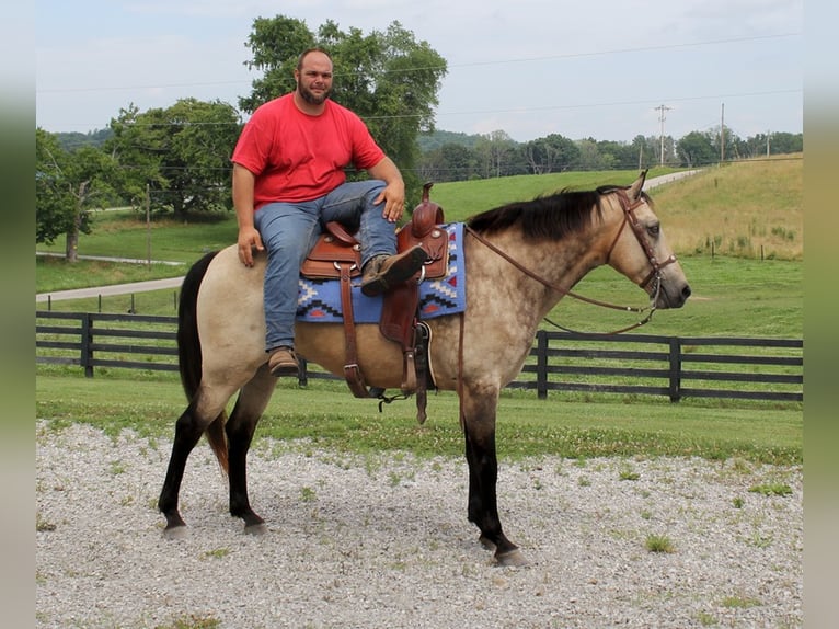 Tennessee walking horse Gelding 17 years 15,2 hh Buckskin in Emory TX