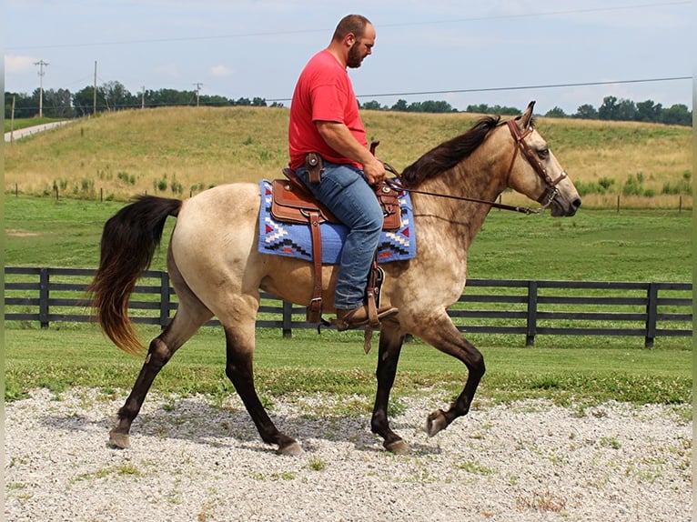 Tennessee walking horse Gelding 17 years 15,2 hh Buckskin in Emory TX