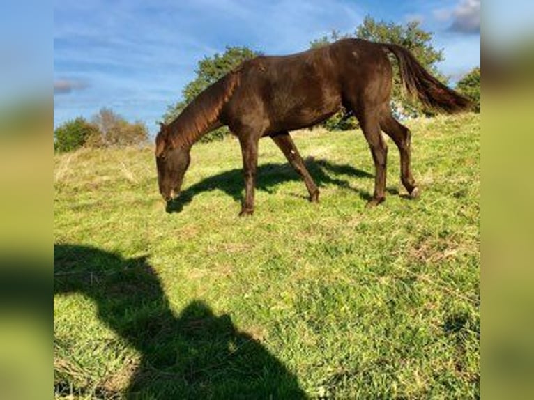 Tennessee walking horse Gelding 1 year 12,2 hh Black in Saint-Cl&#xE9;ment