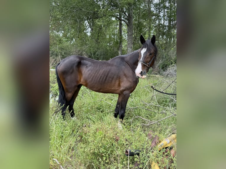 Tennessee walking horse Mix Gelding 20 years 16 hh Brown in Baton Rouge