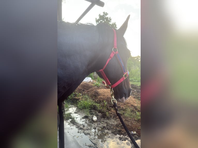 Tennessee walking horse Mix Gelding 20 years 16 hh Brown in Baton Rouge