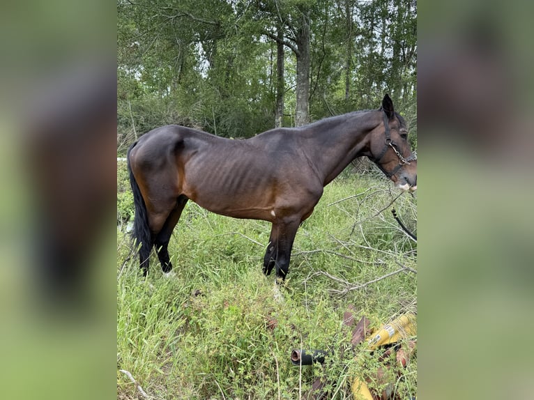 Tennessee walking horse Mix Gelding 20 years 16 hh Brown in Baton Rouge