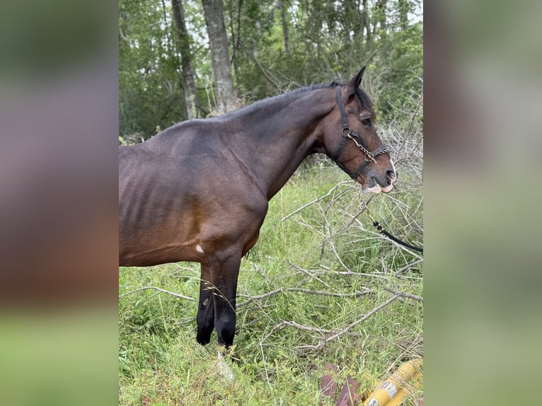 Tennessee walking horse Mix Gelding 20 years 16 hh Brown in Baton Rouge