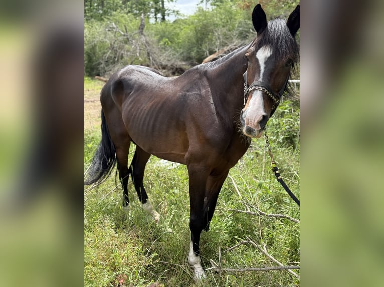 Tennessee walking horse Mix Gelding 20 years 16 hh Brown in Baton Rouge
