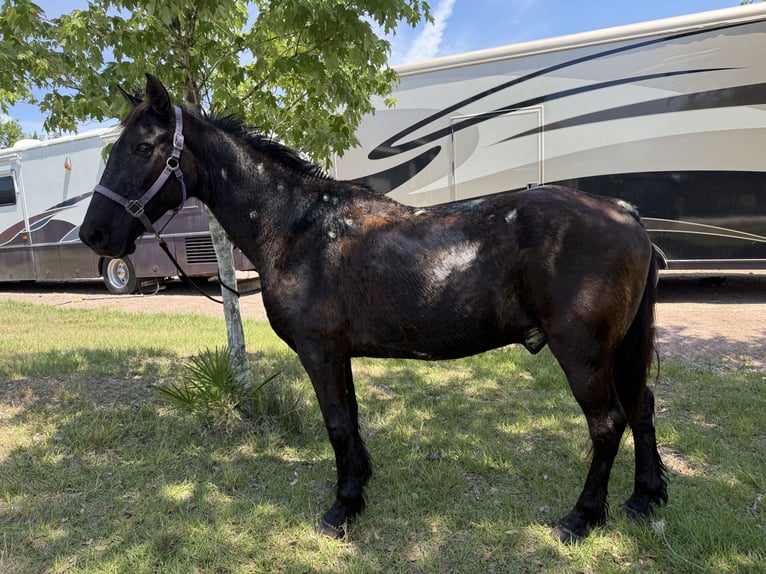 Tennessee walking horse Gelding 20 years Black in Myakka City Tennessee walking horse Gelding 20 years Black in Myakka City