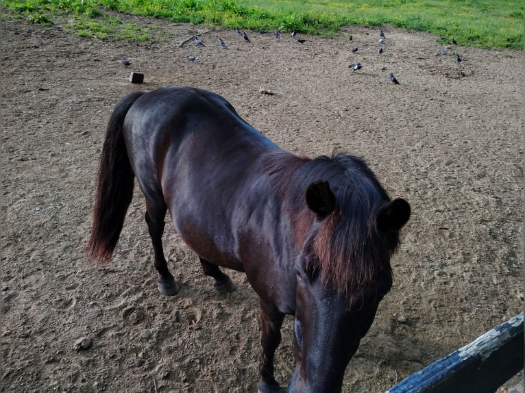 Tennessee walking horse Gelding 21 years 14 hh Brown in London