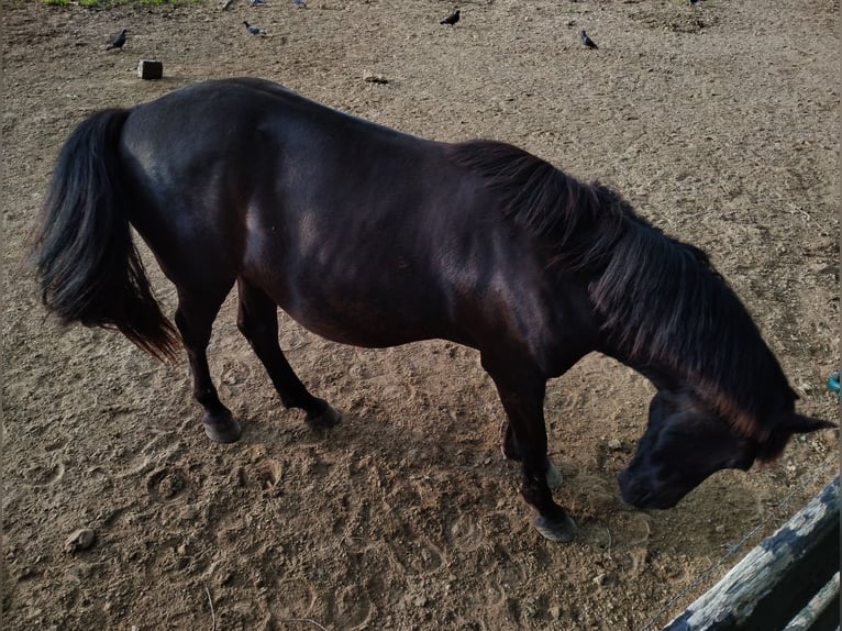 Tennessee walking horse Gelding 21 years 14 hh Brown in London