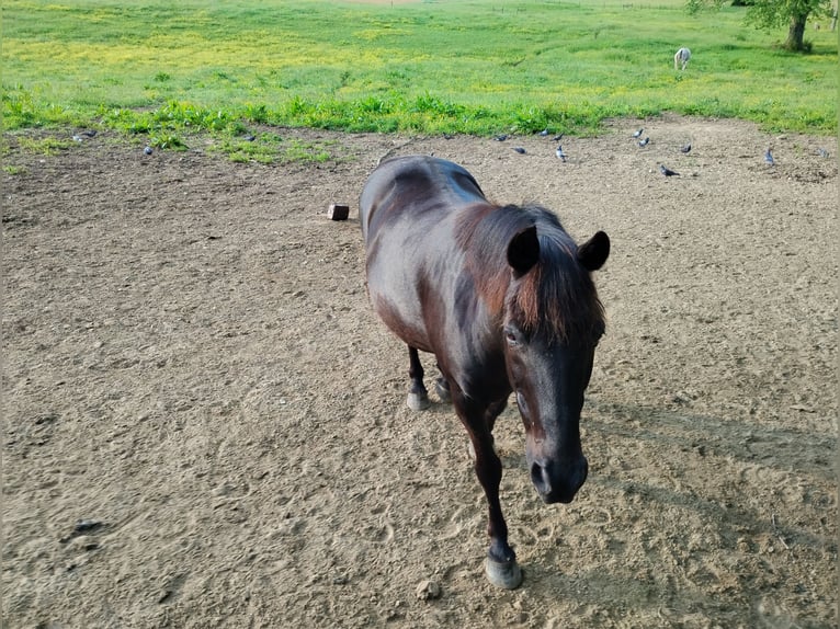 Tennessee walking horse Gelding 21 years 14 hh Brown in London