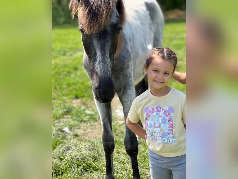 Tennessee walking horse Gelding 2 years 13 hh Roan-Blue in Morrison, TN