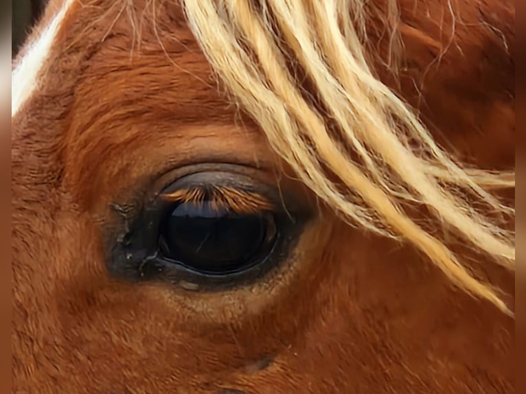 Tennessee walking horse Gelding 2 years 14,3 hh Chestnut-Red in Dipperz