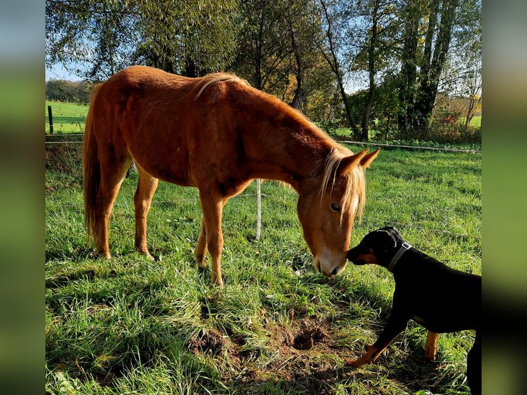 Tennessee walking horse Gelding 2 years 14,3 hh Chestnut-Red in Dipperz