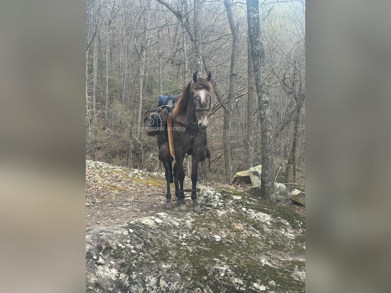 Tennessee walking horse Gelding 2 years 14 hh Grey in Lewisburg, TN