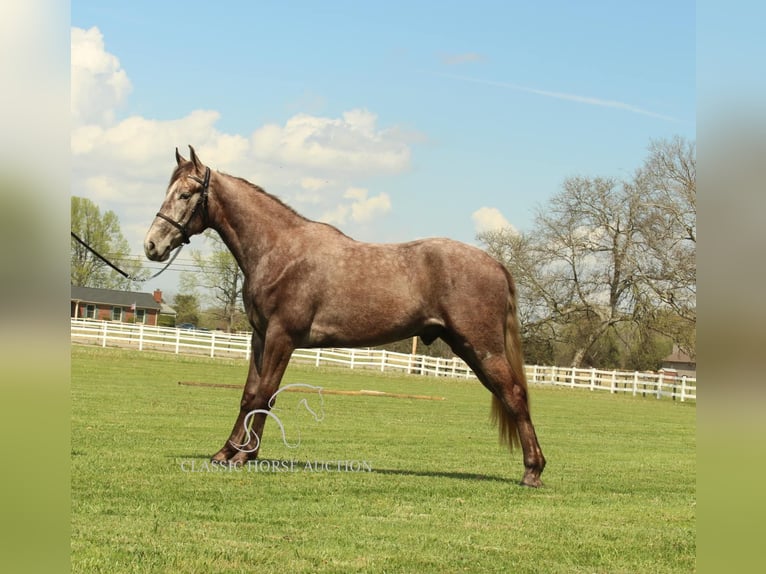 Tennessee walking horse Gelding 2 years 14 hh Grey in Lewisburg, TN