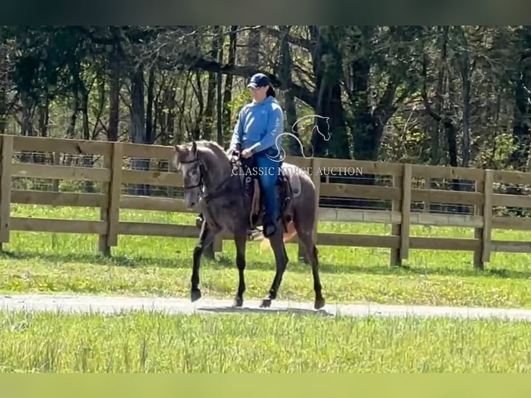 Tennessee walking horse Gelding 2 years 14 hh Grey in Lewisburg, TN