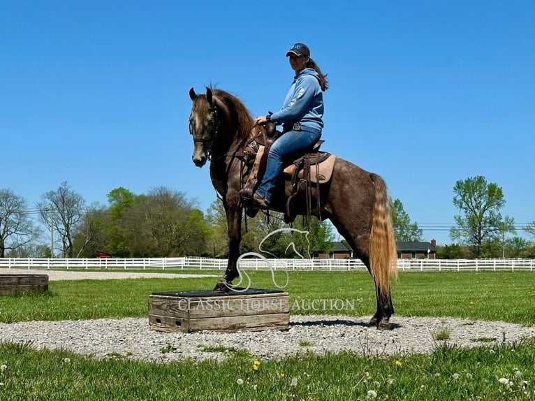 Tennessee walking horse Gelding 2 years 14 hh Grey in Lewisburg, TN