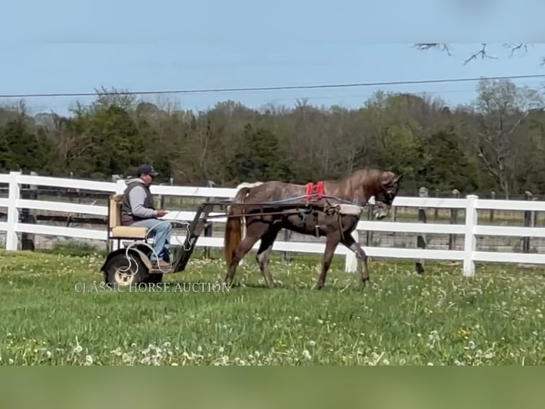 Tennessee walking horse Gelding 2 years 14 hh Grey in Lewisburg, TN