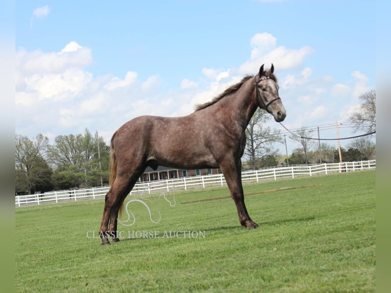 Tennessee walking horse Gelding 2 years 14 hh Grey in Lewisburg, TN