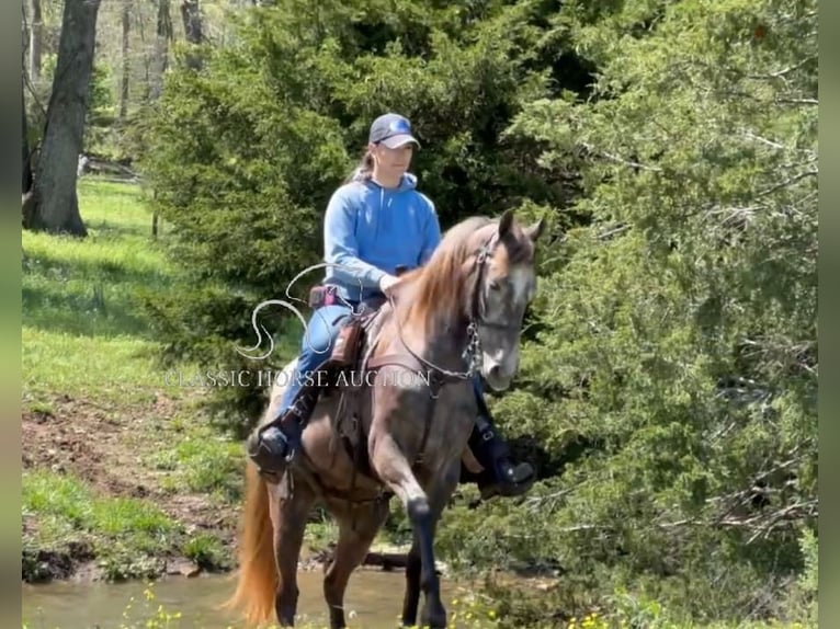 Tennessee walking horse Gelding 2 years 14 hh Grey in Lewisburg, TN