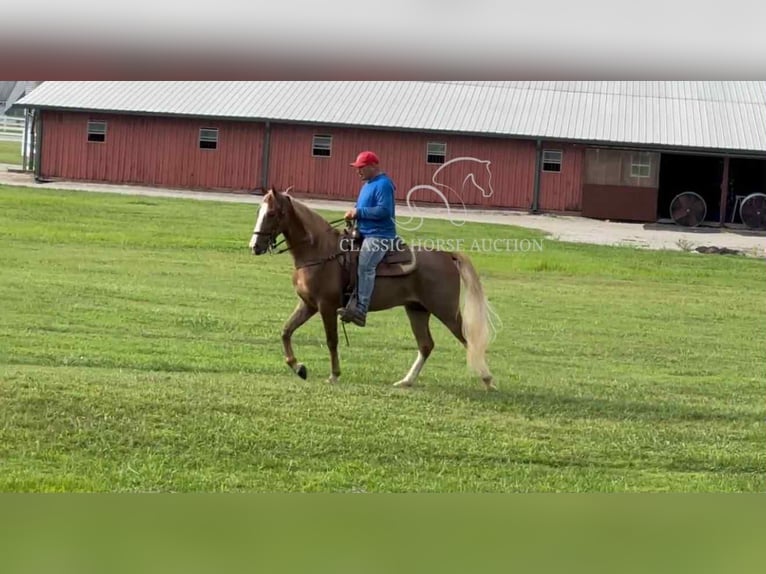 Tennessee walking horse Gelding 2 years 14 hh Sorrel in Lewisburg