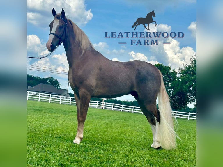 Tennessee walking horse Gelding 2 years 14 hh Sorrel in Lewisburg
