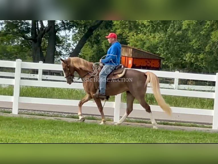 Tennessee walking horse Gelding 2 years 14 hh Sorrel in Lewisburg