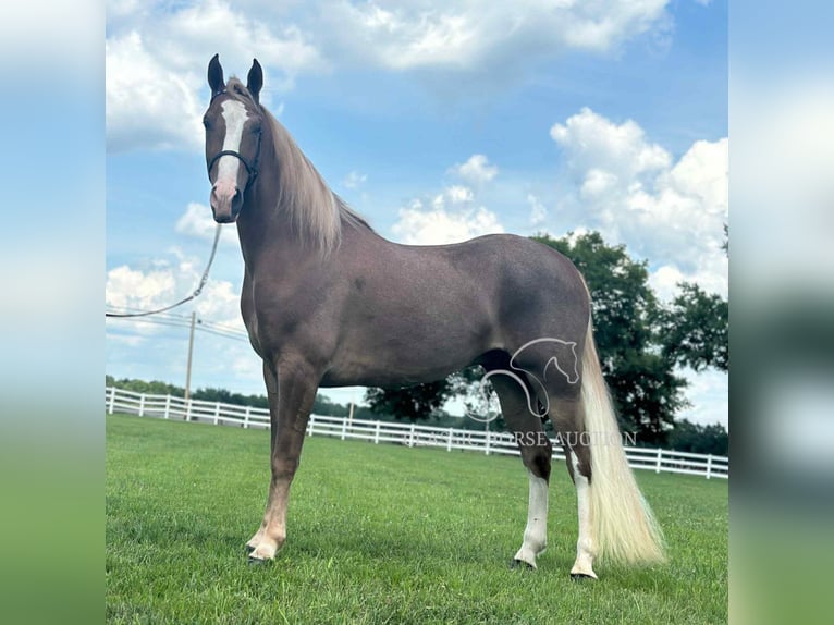 Tennessee walking horse Gelding 2 years 14 hh Sorrel in Lewisburg