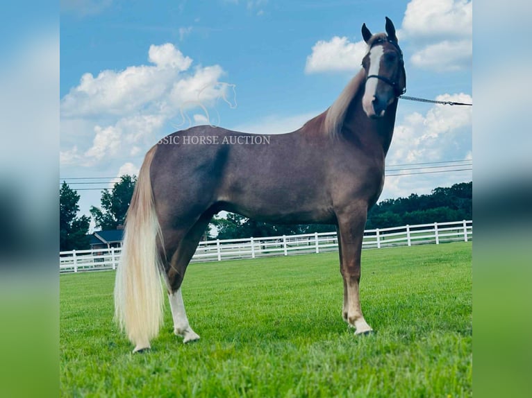 Tennessee walking horse Gelding 2 years 14 hh Sorrel in Lewisburg