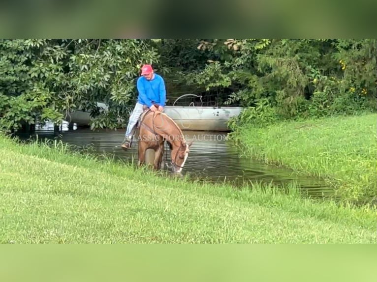 Tennessee walking horse Gelding 2 years 14 hh Sorrel in Lewisburg