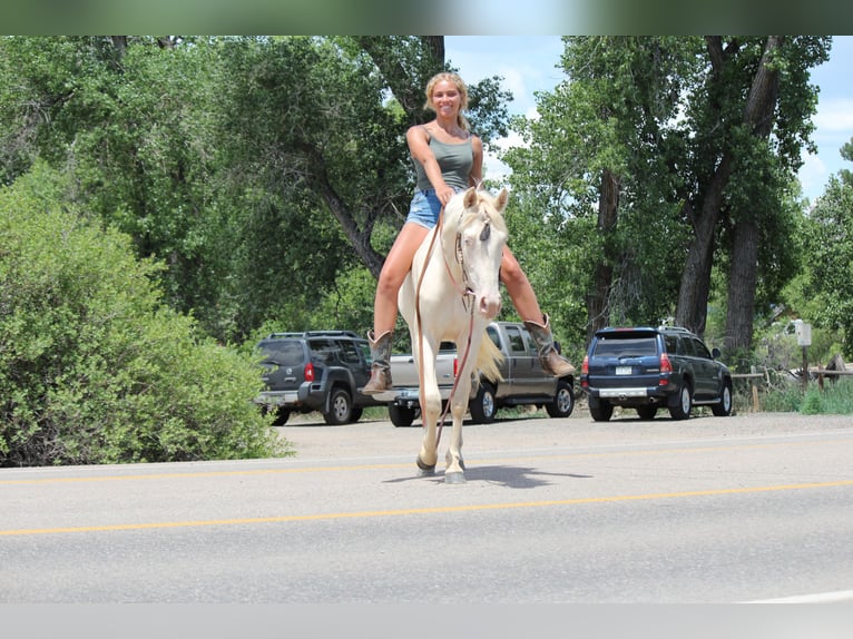 Tennessee walking horse Gelding 2 years 14,2 hh Cremello in Fort Collins