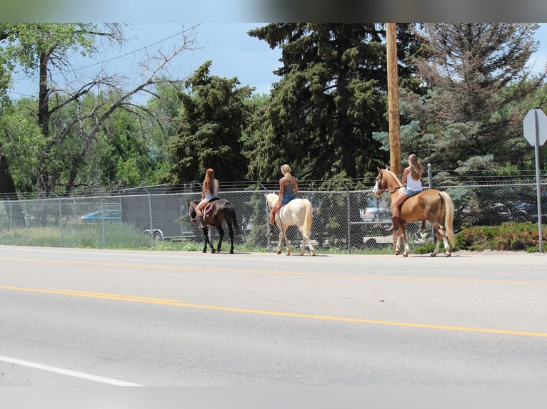 Tennessee walking horse Gelding 2 years 14,2 hh Cremello in Fort Collins