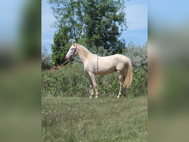 Tennessee walking horse Gelding 2 years 14,2 hh Cremello in Fort Collins