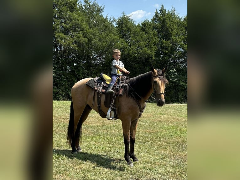 Tennessee walking horse Gelding 2 years 15 hh Buckskin in Addison