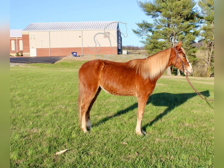 Tennessee walking horse Gelding 3 years 13 hh Sorrel in Campbellsville, KY