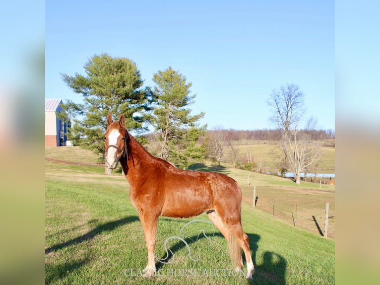 Tennessee walking horse Gelding 3 years 13 hh Sorrel in Campbellsville, KY